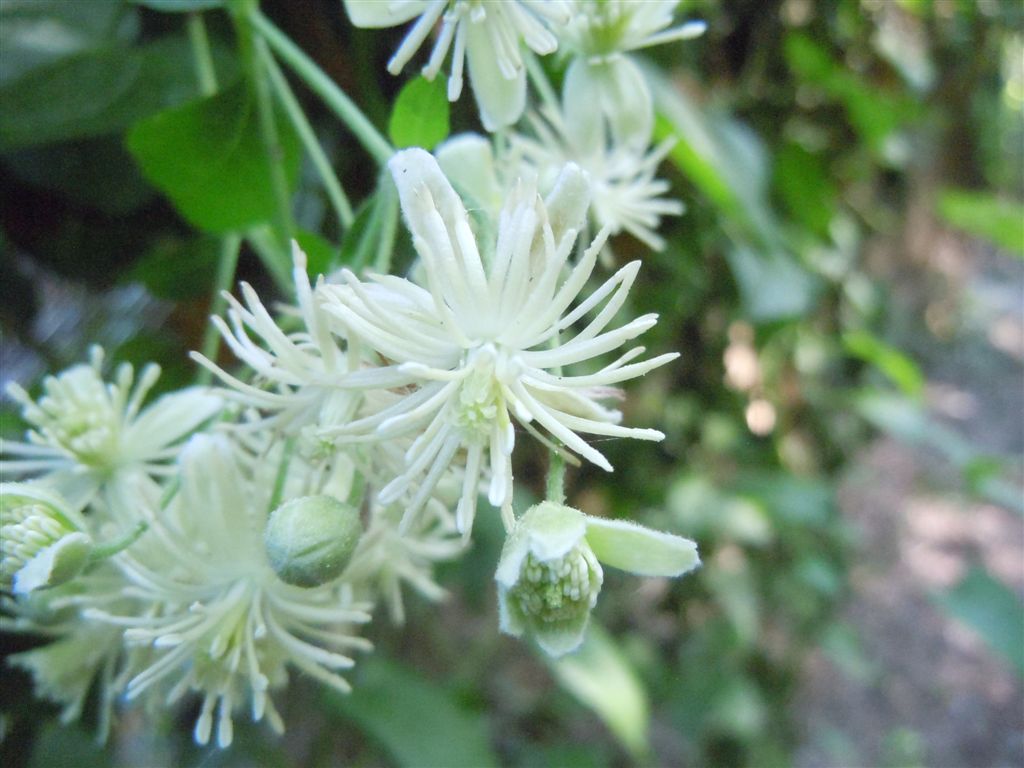 Clematis vitalba